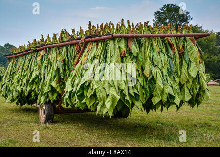 Tobacco plants harvested and hanging upside down on a trailer in a field ready for the barn and the curing process Stock Photo