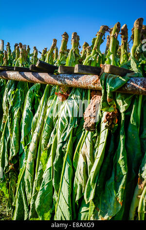 Tobacco plants harvested and hanging upside down on a trailer in a field ready for the barn and the curing process Stock Photo