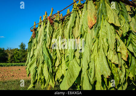 Tobacco plants harvested and hanging upside down on a trailer in a field ready for the barn and the curing process Stock Photo