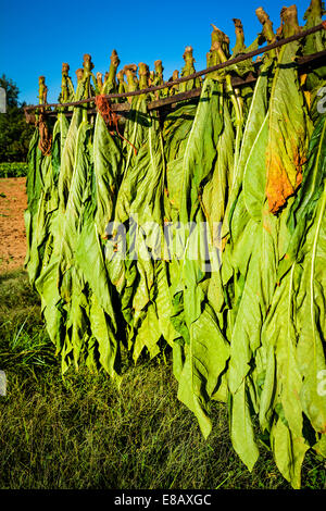 Tobacco plants harvested and hanging upside down on a trailer in a field ready for the barn and the curing process Stock Photo