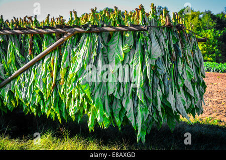 Tobacco plants harvested and hanging upside down on a trailer in a field ready for the barn and the curing process Stock Photo