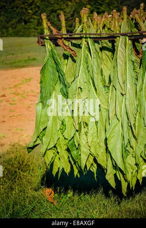 Tobacco plants harvested and hanging upside down on a trailer in a field ready for the barn and the curing process Stock Photo