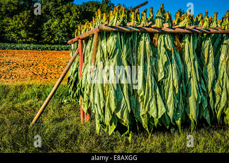 Tobacco plants harvested and hanging upside down on a trailer in a field ready for the barn and the curing process Stock Photo