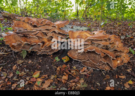 Large red and brown mushrooms on forest floor Stock Photo