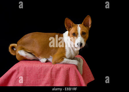 Studio portrait of Basenji dog Stock Photo
