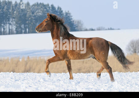 Paso Fino horse trotting in snow Stock Photo