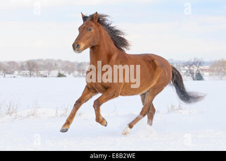 Paso Fino horse galloping in snow Stock Photo