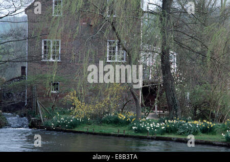 Daffodils growing on the bank of a stream in a mill house garden Stock Photo