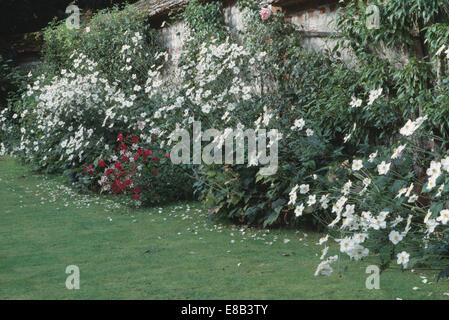 White Anemone hybrida Honorine Jobert' in white themed summer border in large walled garden Stock Photo