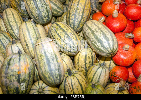 Pumpkins, squash, squashes Pile, Heap, Stack,Gourds, Pattern, Ornamental, Agriculture, Product Stock Photo