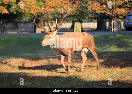 Red deer stag (Cervus elaphus) injured as a result of the rutting (mating) season. Bushy Park, one of the UK's Royal Parks, Hampton Court, Greater London, England, Great Britain, United Kingdom, UK, Europe. Credit:  Ian Bottle/Alamy Live News Stock Photo