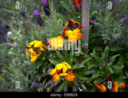 Wall Flower (Cheiranthus flower or Erysimum) Stock Photo