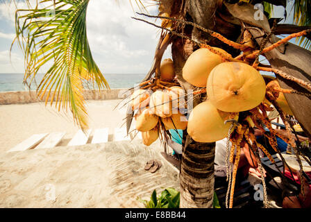 Coconuts on the tree. Stock Photo