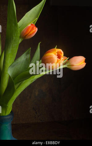 orange - yellow tulips details Stock Photo - Alamy