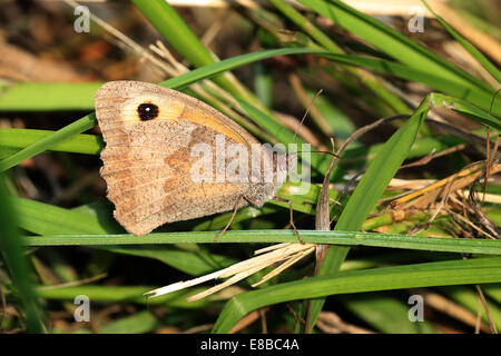 The underwing pattern of a Meadow Brown butterfly resting in the grass, Norfolk, England, UK. Stock Photo
