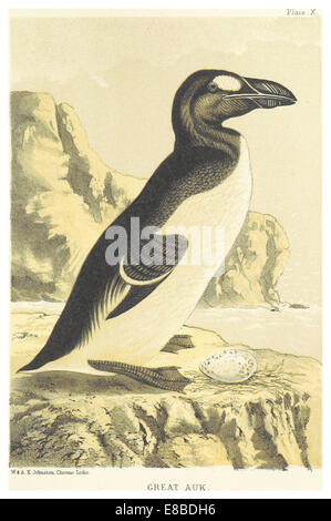 SETON(1878) - (10) GREAT AUK Stock Photo