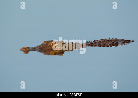 A nile crocodile (Crocodylus niloticus) submerged in water, South Africa Stock Photo