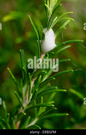 'Cuckoo spit' (secretion of froghopper aka spittlebug) on rosemary plant. Stock Photo