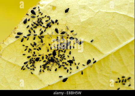 Blackfly, black bean aphids (Aphis fabae) on underside of bean leaf Stock Photo
