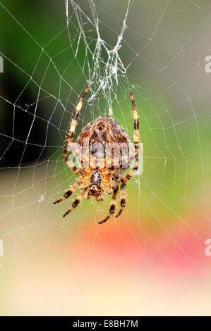 Underside of common garden spider (Araneus diadematus) on web, UK Stock Photo