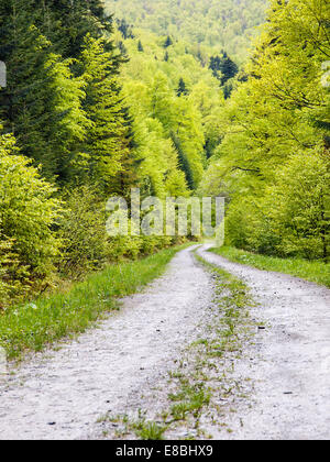 Footpath in green forest of Bieszczady Mountains, Poland Stock Photo