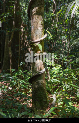 Dense mixed lowland rainforest in Lambir Hills National Park, Borneo, Malaysia. Stock Photo