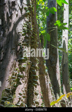 Dense mixed lowland rainforest in Lambir Hills National Park, Borneo, Malaysia. Stock Photo