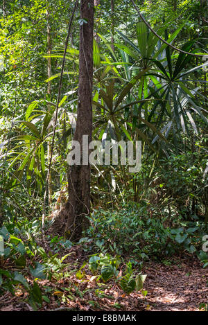 Dense mixed lowland rainforest in Lambir Hills National Park, Borneo, Malaysia. Stock Photo