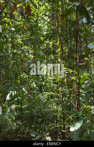 Dense mixed lowland rainforest in Lambir Hills National Park, Borneo, Malaysia. Stock Photo