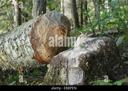 Birch tree cut down by beavers in the Green Mountains of Southern Vermont USA Stock Photo