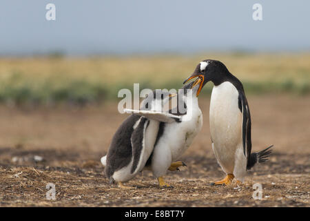 Penguin chicks chasing an adult for food. Sealion Island Falklands Stock Photo