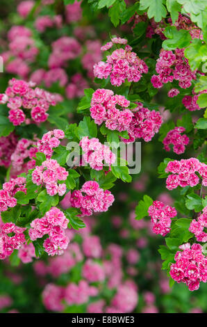 Blossoming hawthorn, close-up Stock Photo