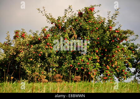 Lenox, Massachusetts:  Apple trees laden with ripening fruit at Bartlett's Orchard Stock Photo