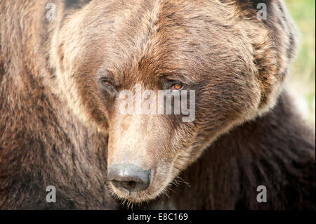 Close up of a large dangerous grizzly / Brown bear with red / orange eyes in Alaska | nose | head | snout | fur - Ursus arctos - Bear stock Market Stock Photo