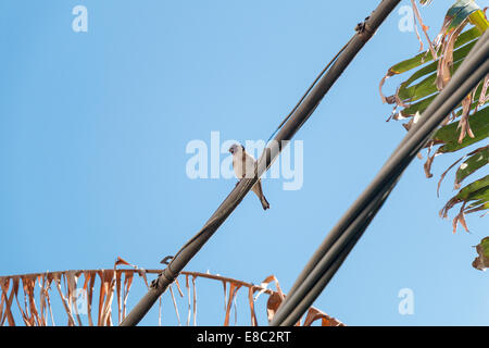 Little Sparrow on network cable Stock Photo