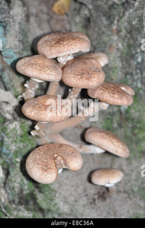 Autumn mushrooms grow on old trees. This delicacy disappears after one to two weeks. Stock Photo