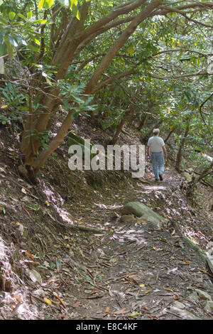 A man follows a dirt path on a late summer hike through a dappled woodland Stock Photo
