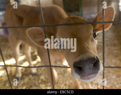 Mount Hope, New York, USA. 4th Oct, 2014. An inquisitive calf pokes out of its pen in the children's area at Pierson's Farm in Mount Hope, New York. The farm also features pumpkin picking and a corn maze on weekends in October. Credit:  Tom Bushey/ZUMA Wire/Alamy Live News Stock Photo