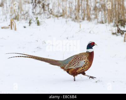 A pheasant running across snow in North Yorkshire Stock Photo