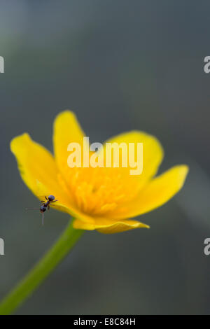 Marsh Marigold; Caltha palustris; with insect; Spring; UK Stock Photo