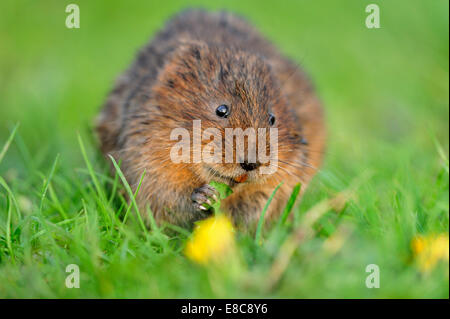 Water Vole - Arvicola terrestris Stock Photo