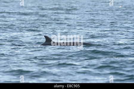 Minke Whale - Balaenoptera acutorostrata Stock Photo