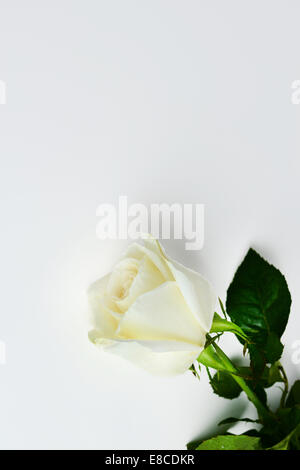 Rose Flower Isolated White Background Stock Photo - Alamy