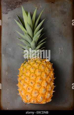 High angle view of a fresh picked pineapple laying on its side on a metal baking sheet. The fruit is golden in color with its gr Stock Photo