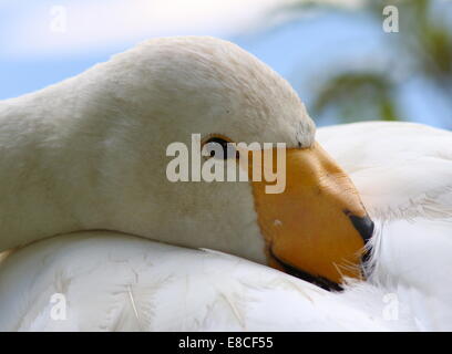 Whooper Swan  (Cygnus Cygnus) close-up of the head and bill