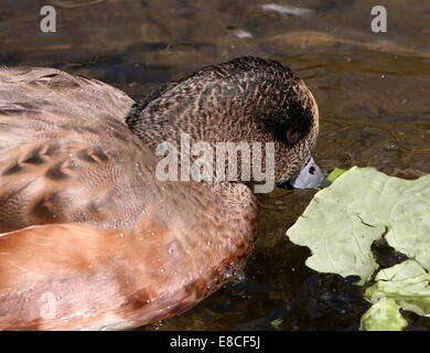 Close-up of the head and bill of a  male  American wigeon (Anas Americana) Stock Photo