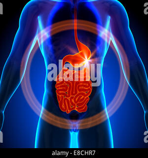 Stomach / Guts / Small Intestine - Male anatomy of human organs - x-ray view Stock Photo