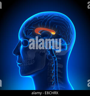 Corpus Callosum - Brain Anatomy Stock Photo
