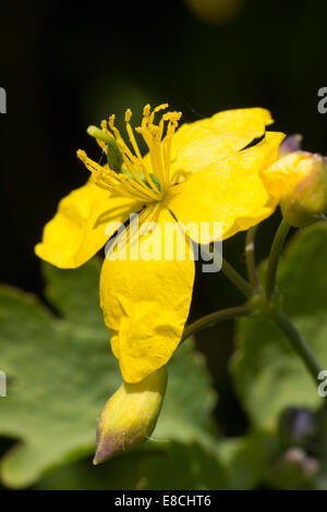Close up of the flower of Chelidonium majus, the Greater Celandine Stock Photo