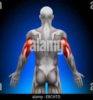 Triceps - Anatomy Muscles Stock Photo